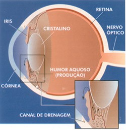 Produção e drenagem do humor aquoso